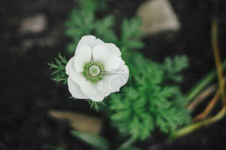 Beautiful anemone blooming in english cottage garden. Close up of white Anemone coronaria flower. Floral wallpaper. Homestead lifestyle and wild natural garden