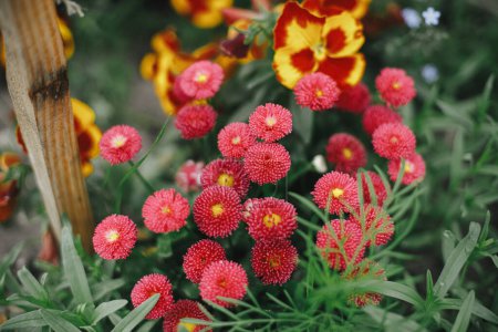 Téléchargez les photos : Belle floraison de marguerite dans le jardin de chalet anglais. Gros plan de fleur de marguerite rouge. Papier peint floral. Homestead style de vie et jardin naturel sauvage - en image libre de droit