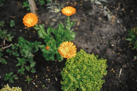 Téléchargez les photos : Belle calendula fleurissant dans un jardin de chalet anglais. Gros plan de fleur de souci orange. Papier peint floral. Homestead style de vie et jardin naturel sauvage - en image libre de droit