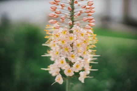 Téléchargez les photos : Belle eremurus floraison dans le jardin cottage anglais. Gros plan de fleur d'eremurus rose. Papier peint floral. Homestead style de vie et jardin naturel sauvage - en image libre de droit