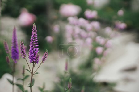 Beautiful veronica blooming in english cottage garden. Close up of purple veronica spicata flower. Floral wallpaper. Homestead lifestyle and wild natural garden