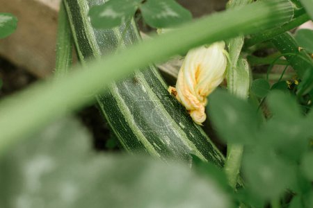 Zucchini-Gemüse aus nächster Nähe im städtischen Bio-Garten. Lebensstil auf dem Bauernhof. Gartentapete für Banner