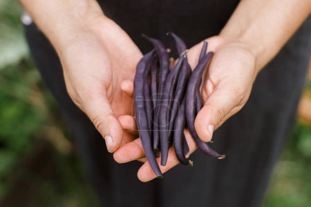 Téléchargez les photos : Les mains de fermier tenant les haricots violets se rapprochent. Un style de vie familial. Jardinage et culture de légumes dans les jardins biologiques urbains - en image libre de droit