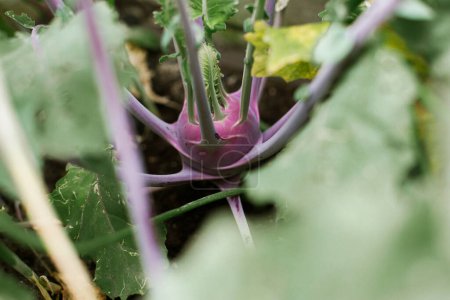 Téléchargez les photos : Chou violet chou-rave de près dans le jardin biologique urbain. Style de vie familial, culture de légumes. Papier peint de jardinage pour bannière - en image libre de droit