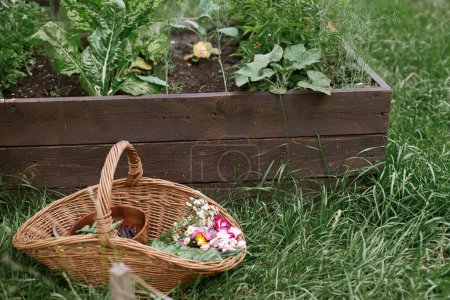Lebensstil auf dem Bauernhof. Gemüse, Mangold, Bohnen und Blumen im Weidenkorb auf dem Hintergrund des Hochbeetes. Gemüse- und Gemüseernte im städtischen Biergarten