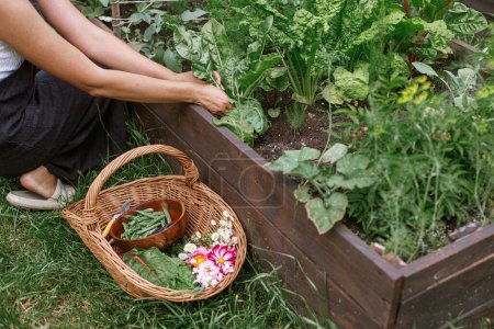 Téléchargez les photos : Farmer récolte les feuilles de blettes et les légumes dans le panier en osier du lit de jardin surélevé, fermer. Un style de vie familial. Cultiver des légumes et de la salade dans un jardin bio urbain - en image libre de droit