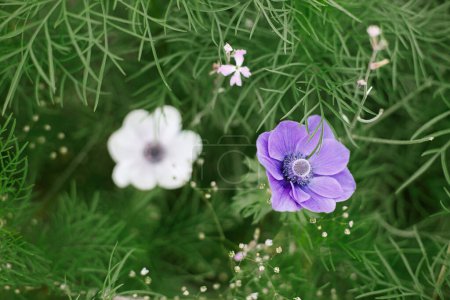 Beautiful anemones blooming in cottage garden. Close up of white and purple anemone among gypsophila flowers. Floral wallpaper. Homestead lifestyle and wild natural garden