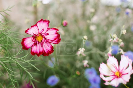 Hermosa cosmética floreciendo en el jardín de la cabaña. Primer plano de las flores rosadas del cosmos. Papel pintado floral. Estilo de vida de granja y jardín natural salvaje