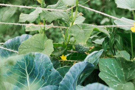 Téléchargez les photos : Concombre poussant sur treillis dans un lit de jardin surélevé. Cultiver des légumes dans un jardin bio urbain. Style de vie Homestead - en image libre de droit