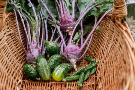Un style de vie familial. Chou, concombre et haricots dans un panier en osier fermer. Récolte de légumes dans un jardin bio urbain.