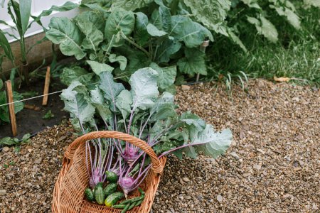 Récolte de légumes dans un jardin bio urbain. Chou, concombre et haricots dans un panier en osier fermer. Style de vie Homestead