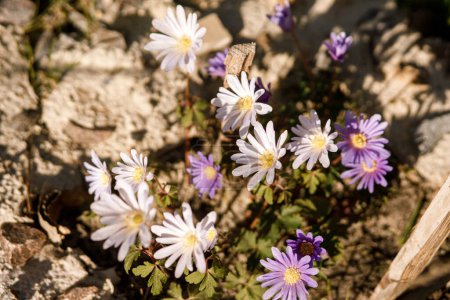 Beautiful anemone flowers in sunny garden. Purple and white anemone blanda spring flowers in urban garden. Homestead lifestyle