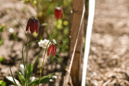Téléchargez les photos : Belles fleurs de fritillaria dans un jardin ensoleillé. Fritillaria meleagris rouge fleurs de printemps dans le jardin urbain - en image libre de droit