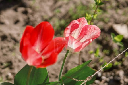 Photo for Beautiful tulips in sunny garden. Pink and red tulips spring flowers blooming in urban garden. Homestead lifestyle - Royalty Free Image