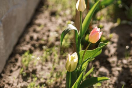 Foto de Hermosos tulipanes en jardín soleado. Tulipanes rosados flores de primavera que florecen en el jardín urbano. Estilo de vida hogareño - Imagen libre de derechos
