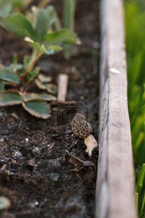 Téléchargez les photos : Champignons Morchella poussant dans le jardin close up. De vraies morilles. Morchella esculenta. Délice fongique, délicieux champignons comestibles - en image libre de droit