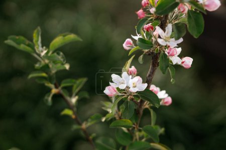 Rama de manzanos floreciente cerca en el jardín de primavera. Estilo de vida hogareño. Manzana flores rosas y blancas en el jardín orgánico urbano