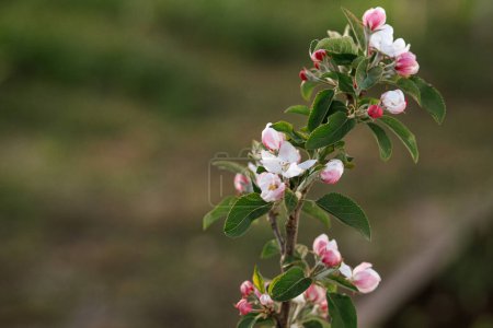 Rama de manzanos floreciente cerca en el jardín de primavera. Estilo de vida hogareño. Manzana flores rosas y blancas en el jardín orgánico urbano