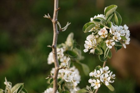 Photo for Blooming pear tree branch close up in spring garden. Homestead lifestyle. Pear white flowers in urban organic garden - Royalty Free Image