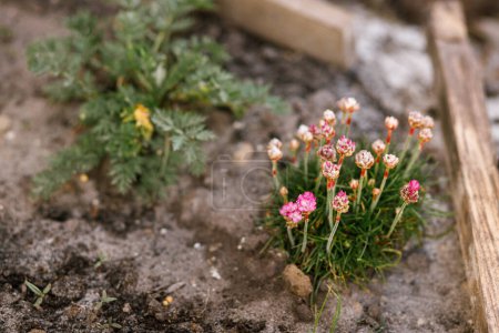 Photo for Armeria close up in sunny spring garden. Pink flowers in urban organic garden - Royalty Free Image
