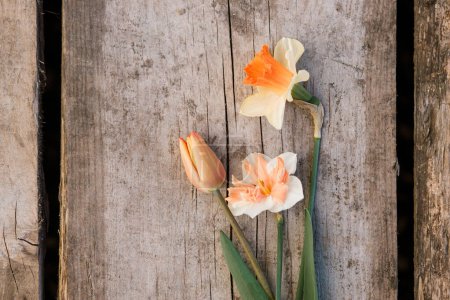 Foto de Hermosos narcisos y tulipanes rústicos yacen sobre un fondo de madera envejecida. Copiar espacio. Cultivo de flores de bulbo de primavera en el jardín urbano. Plantilla rural floral y tarjeta - Imagen libre de derechos