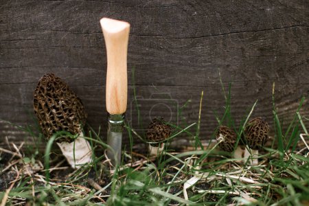 Morchella mushrooms growing in garden  and knife close up. True morels. Gathering Morchella esculenta. Fungi delicacy, delicious edible mushrooms