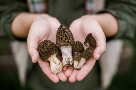 Hands holding morchella mushrooms close up. True morels. Foraging Morchella esculenta. Fungi delicacy, delicious edible mushrooms