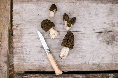 Morchella mushrooms and knife on wooden background flat lay. True morels. Harvesting Morchella esculenta, copy space. Fungi delicacy, delicious edible mushrooms
