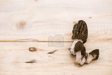 Morchella-Pilze auf rustikalem Holzgrund lagen flach. Echte Morcheln sammeln, Raum kopieren. Morchella esculenta, Delikatesse Pilze, köstliche Speisepilze