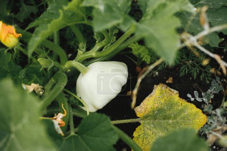Patty Pfanne wächst im städtischen Garten. Weiße Pattypan-Kürbisblätter und Kopf aus nächster Nähe. Heimische Lebensmittel und Bio-Gemüse. Gemeinschaftsgarten