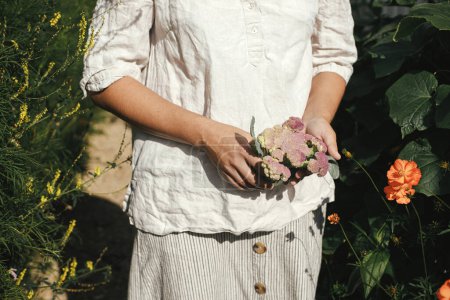 Vida hogareña y permacultura. Mujer cosechando coliflor de la cama de jardín elevada. Las manos recogiendo la col de cerca en el jardín orgánico urbano.