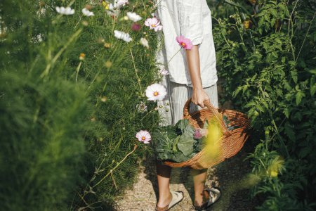 Récolte de légumes femelles dans un jardin surélevé. Mains tenant panier avec chou, courgettes, légumes verts dans le jardin bio urbain. Mode de vie des fermes et permaculture