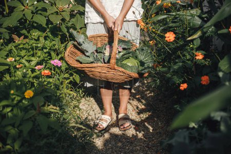Persona sosteniendo cesta con col, calabacín, verduras de cerca en el jardín orgánico urbano. Cosechando verduras de la cama de jardín elevada. Estilo de vida hogareño y permacultura