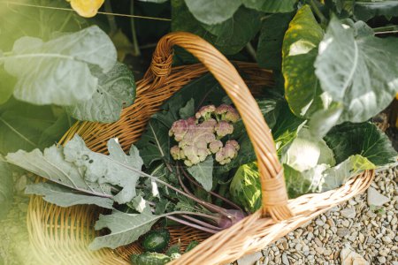 Style de vie des fermes et permaculture. Panier avec chou, courgettes, légumes verts dans le jardin bio urbain. Récolte des légumes du jardin surélevé.