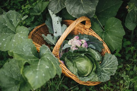 Panier avec chou, courgettes, légumes verts dans le jardin bio urbain. Récolte de légumes dans un jardin surélevé. Mode de vie des fermes et permaculture