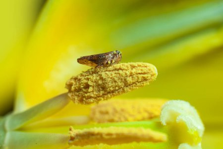 Foto de Pequeño insecto dentro de una macro fotografía de flores en tulipán - Imagen libre de derechos