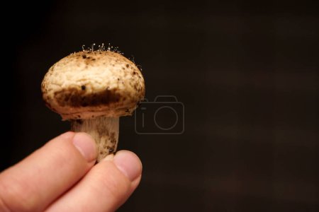 Photo for Mushroom sporulation on mushroom itself close up view - Royalty Free Image