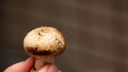 Photo for Mushroom sporulation on mushroom itself close up view - Royalty Free Image