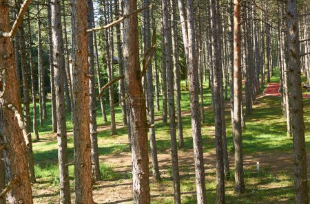 Foto de Árboles en un bosque montañoso con una derrota corriendo a través de él - Imagen libre de derechos