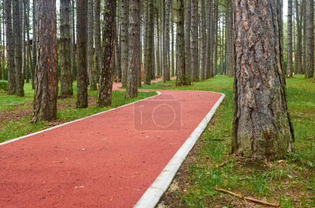 Photo for Part of a running rout through a mountain forest - Royalty Free Image