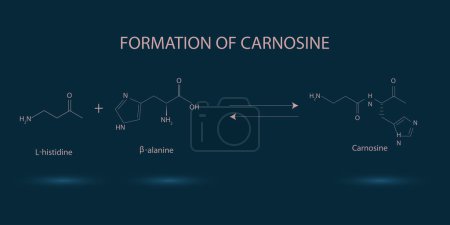 Téléchargez les illustrations : Formation de la molécule de carnosine - en licence libre de droit
