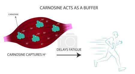 Ilustración de Infografía de cómo actúa la beta-alanina en los músculos cuando se forma la carnosina.+. - Imagen libre de derechos
