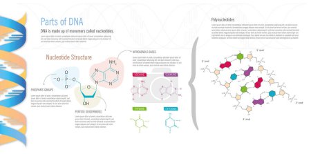 Ilustración de Partes del ADN, estructura de nucleótidos y sus principales elementos, bases nitrogenadas, grupos pentosa y fosfato, sobre fondo blanco. - Imagen libre de derechos