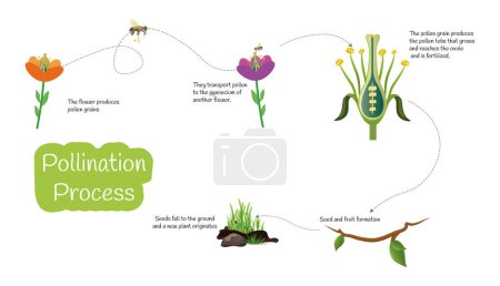 Infografía sobre el importante proceso de polinización realizado por las abejas. Iconos sobre fondo blanco.