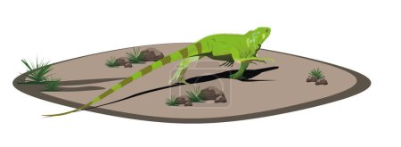 Ilustración de Iguana caminando por tierra - Imagen libre de derechos