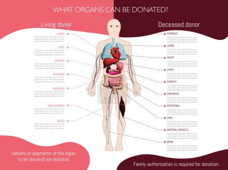 Téléchargez les photos : Infographie sur les organes qui peuvent être donnés selon que vous êtes un donneur vivant ou décédé ; indiqué sur un diagramme d'un corps humain sur fond blanc. - en image libre de droit