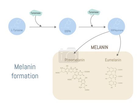 Téléchargez les illustrations : Schéma de la formation de mélanine à partir de la tyrosine et de la tyrosinase. - en licence libre de droit