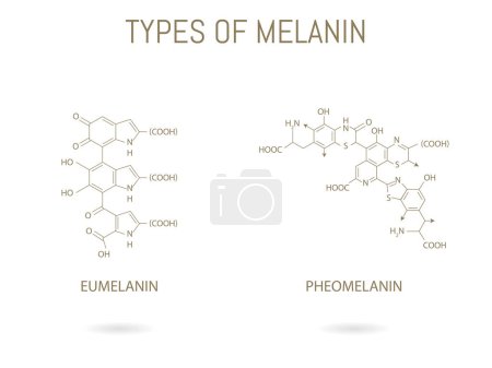 Téléchargez les illustrations : Structure chimique de deux types de mélanine - en licence libre de droit