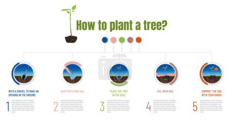Illustration for Infographic of the steps to follow to plant a tree and collaborate in reforestation. Care for the environment. - Royalty Free Image
