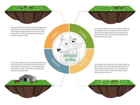 Ilustración de Infografía sobre los diferentes tipos de pastoreo rotacional.diagrama de un pedazo de pasto con ganado y la forma en que se gira. - Imagen libre de derechos